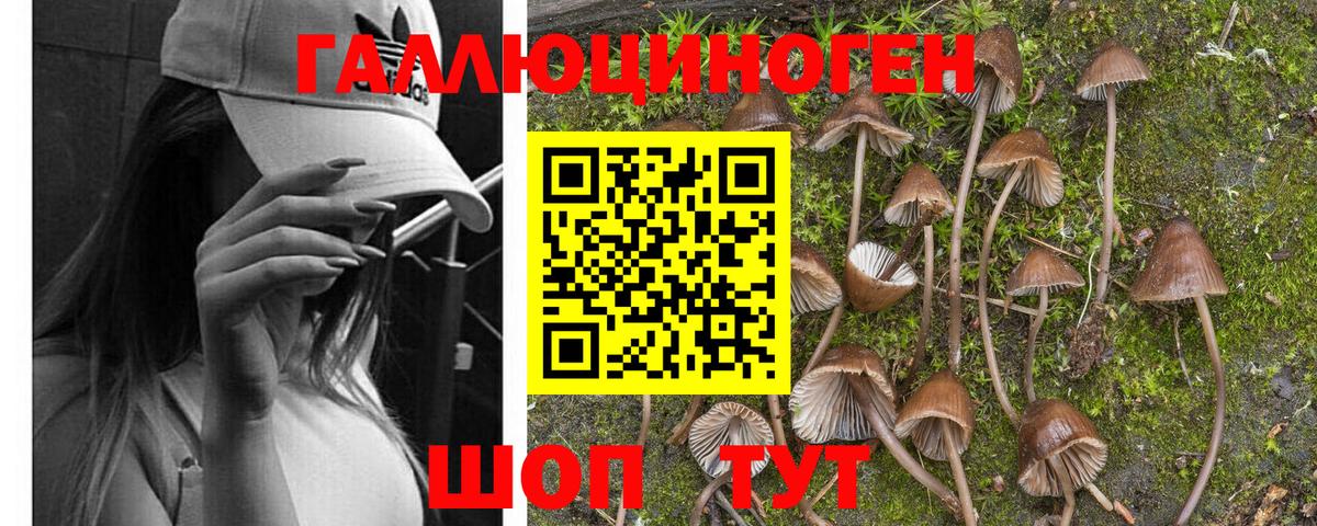 Барабинск  Псилоцибиновые грибы Psilocybine cubensis  Вход с VPN  Псилоцибиновые грибы мухоморы 